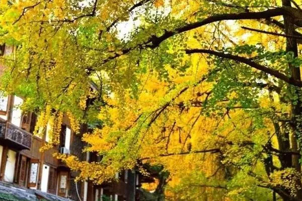 濟南靈巖寺銀杏葉什么時候黃 附最佳觀賞期